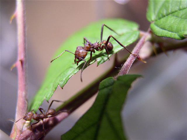 Acromyrmex octospinosus