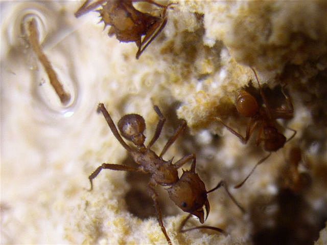 Acromyrmex octospinosus