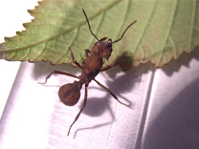 Acromyrmex octospinosus