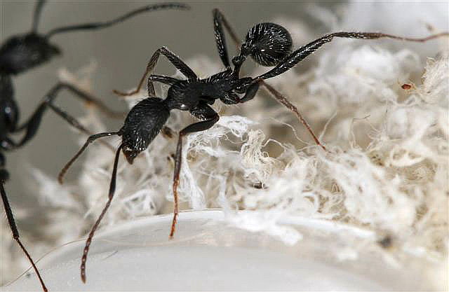 Aphaenogaster senilis