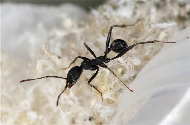 Aphaenogaster senilis