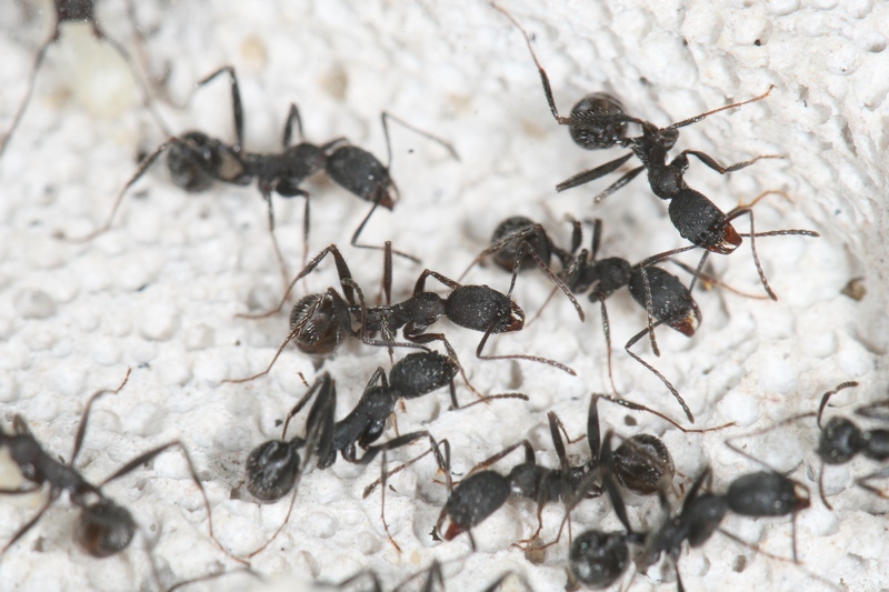 Aphaenogaster senilis