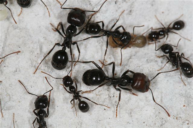 Messor barbarus