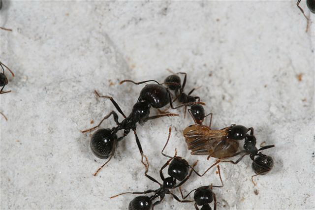 Messor barbarus
