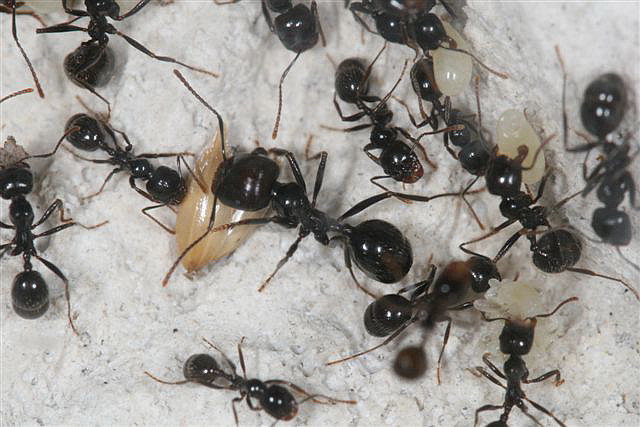 Messor barbarus