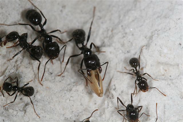 Messor barbarus