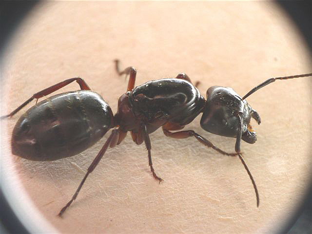 Camponotus herculeanus