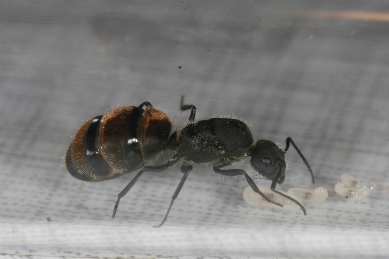 Camponotus sp.(Peru)