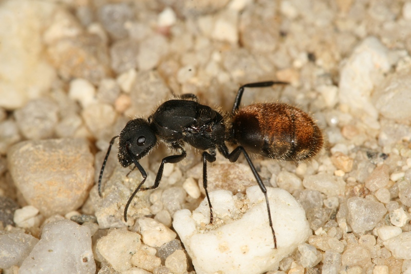 Camponotus sp.(Peru)
