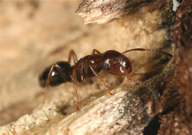 Camponotus truncatus