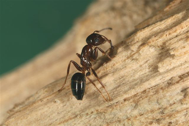Camponotus truncatus