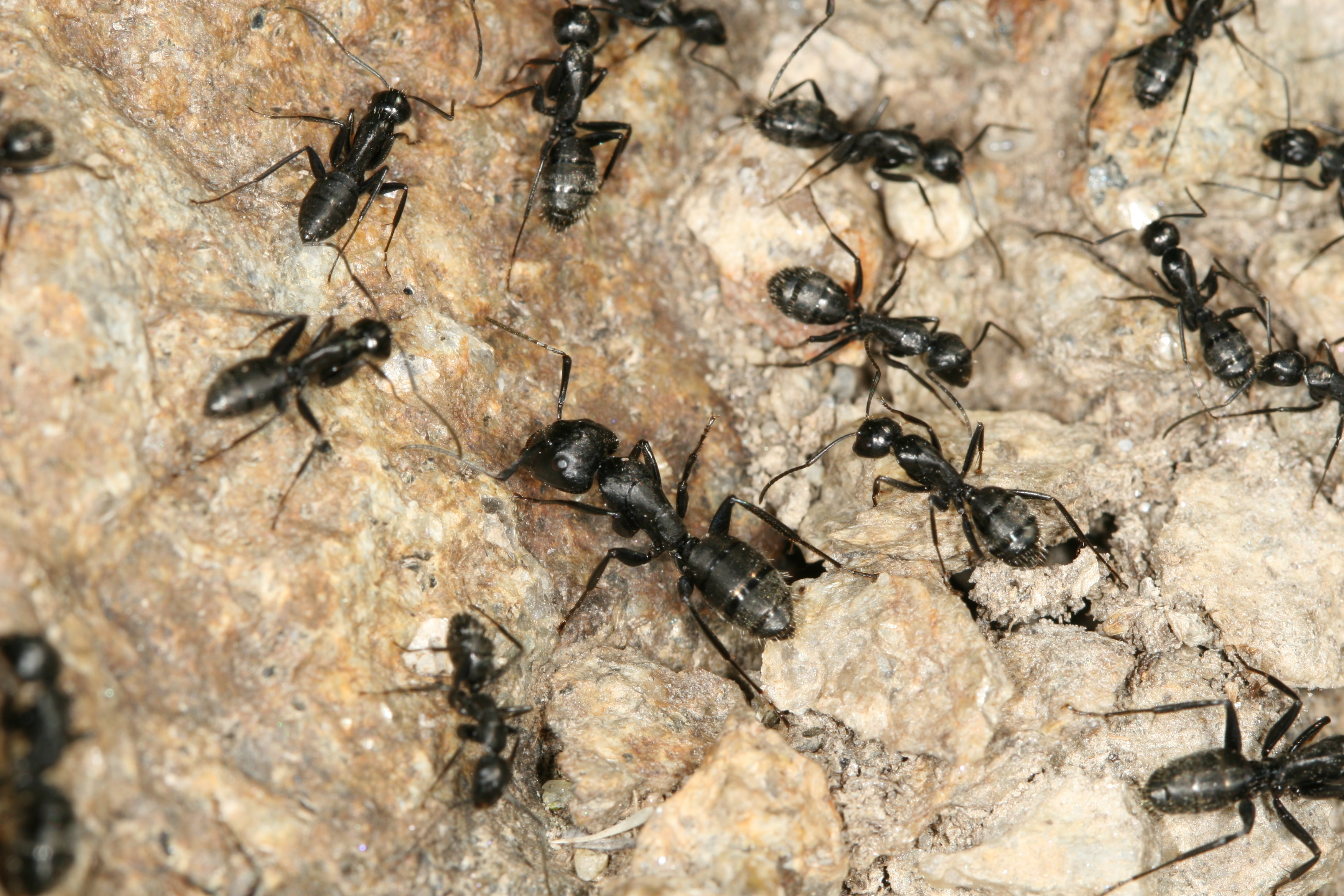 Camponotus vagus
