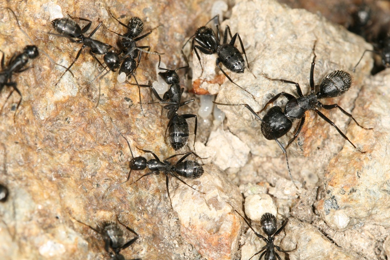 Camponotus vagus