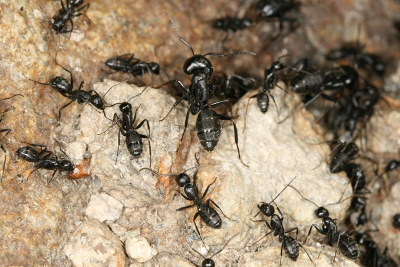 Camponotus vagus