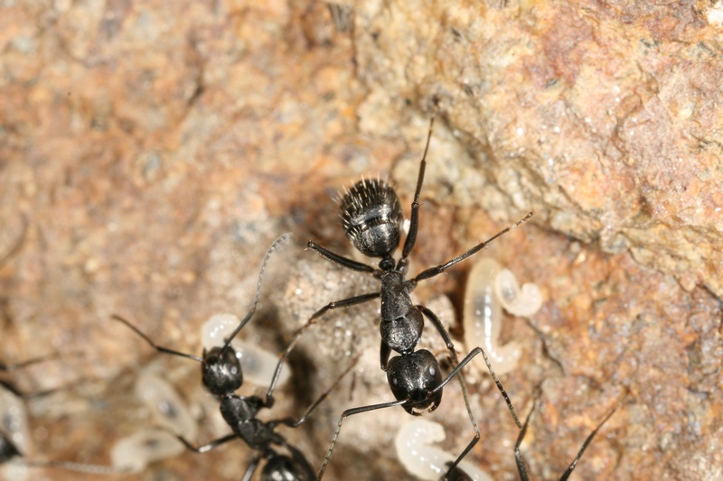Camponotus vagus