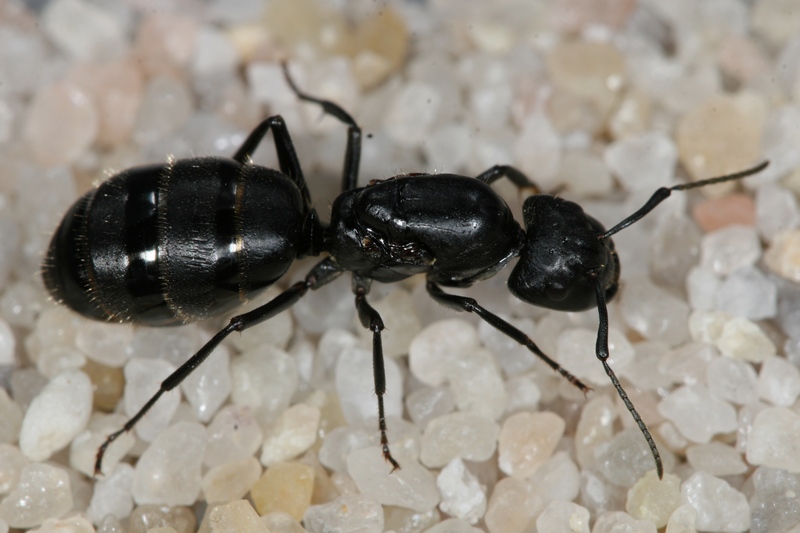 Camponotus vagus