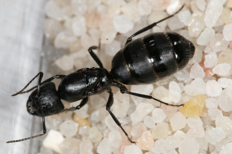 Camponotus vagus