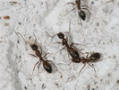 Camponotus sp. (Thajsko)