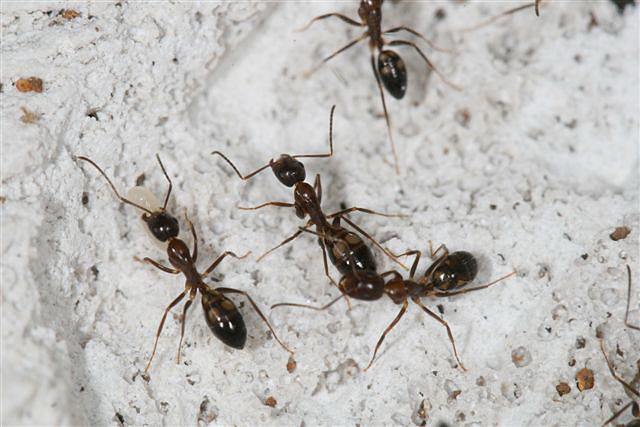 Camponotus sp.(Thajsko)