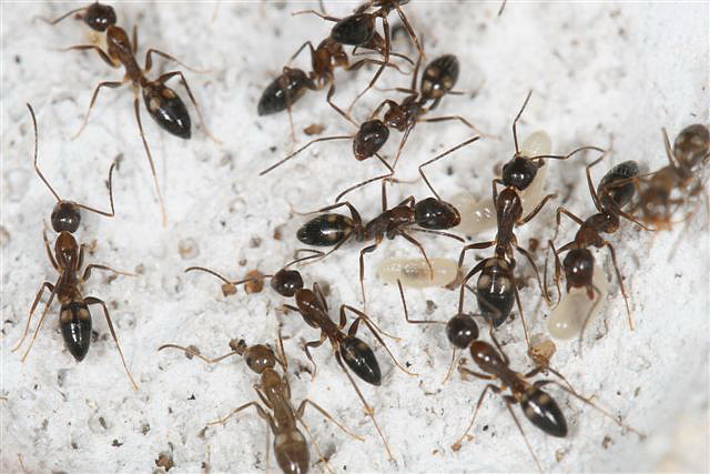 Camponotus sp.(Thajsko)