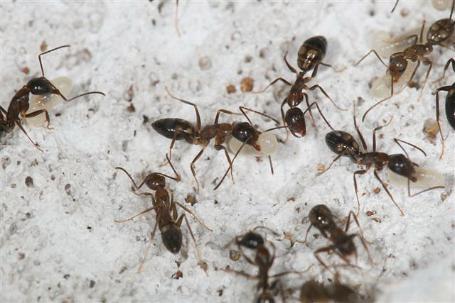 Camponotus sp.(Thajsko)