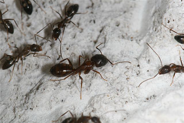 Camponotus sp.(Thajsko)