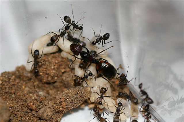 Camponotus sp.(Thajsko)