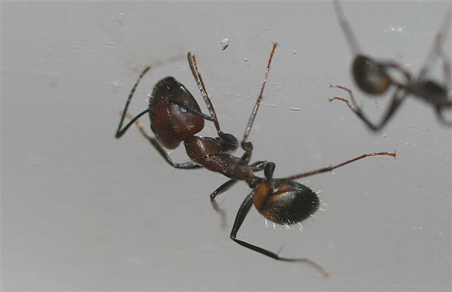 Camponotus sp.(Thajsko)