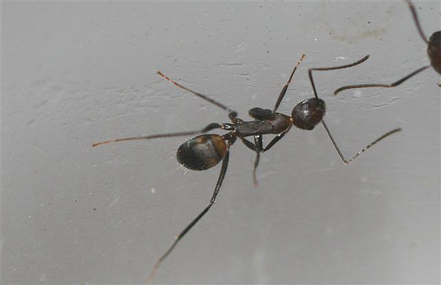Camponotus sp.(Thajsko)