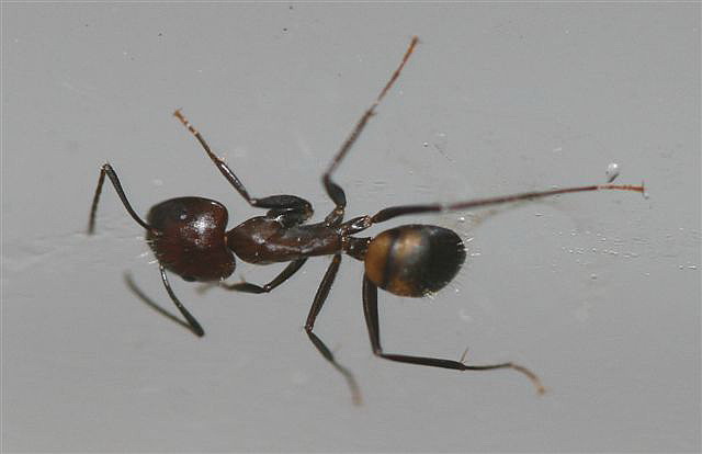 Camponotus sp.(Thajsko)