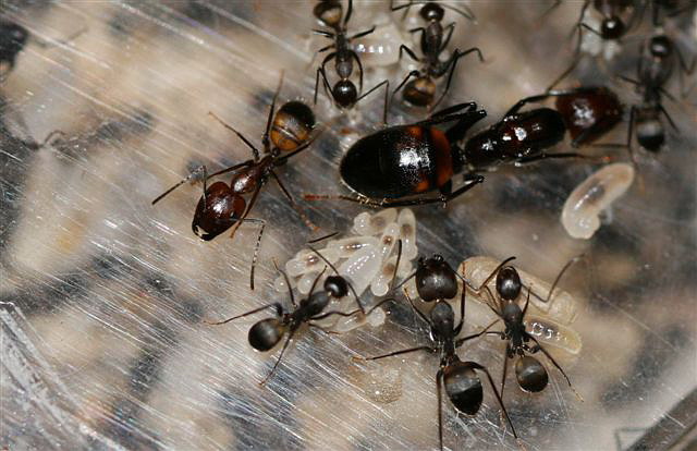 Camponotus sp.(Thajsko)