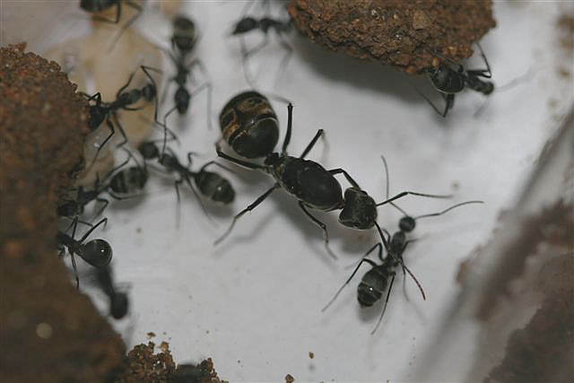 Camponotus sp.(Thajsko)