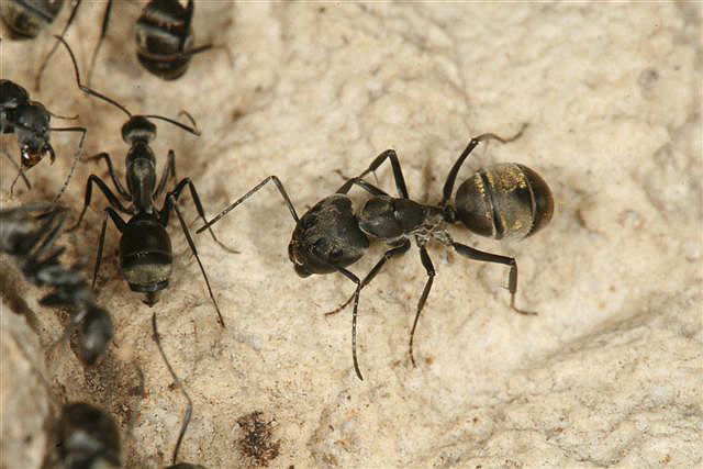Camponotus sp.(Thajsko)