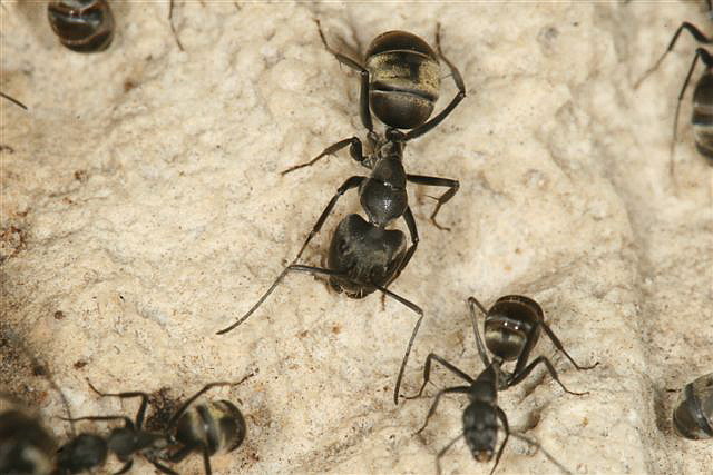 Camponotus sp.(Thajsko)