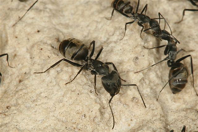 Camponotus sp.(Thajsko)