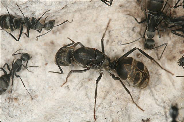 Camponotus sp.(Thajsko)