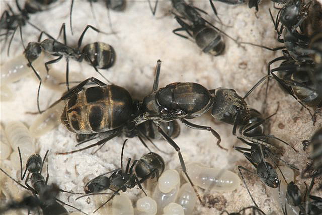 Camponotus sp.(Thajsko)