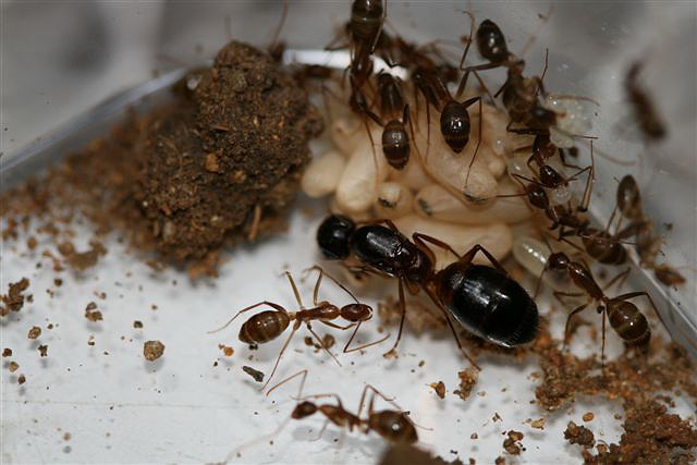 Camponotus sp.(Thajsko)