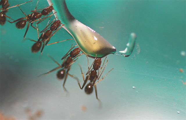 Camponotus sp.(Thajsko)