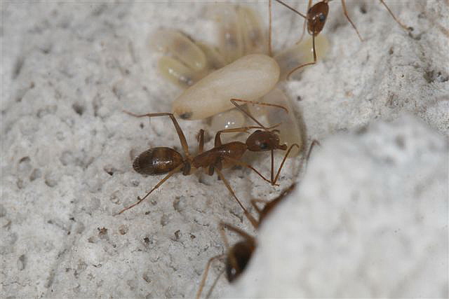 Camponotus sp.(Thajsko)