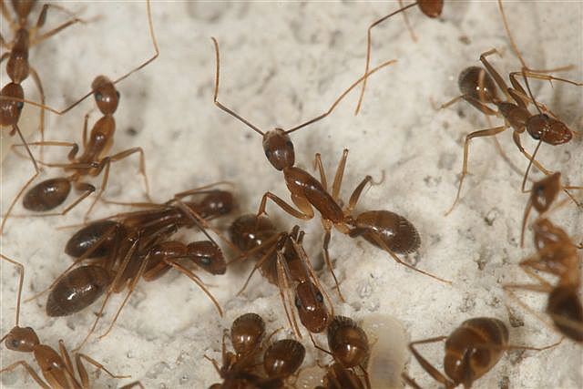 Camponotus sp.(Thajsko)