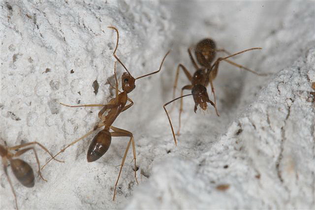Camponotus sp.(Thajsko)