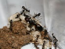 Camponotus sp.(Thajsko)