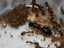 Camponotus sp.(Thajsko)