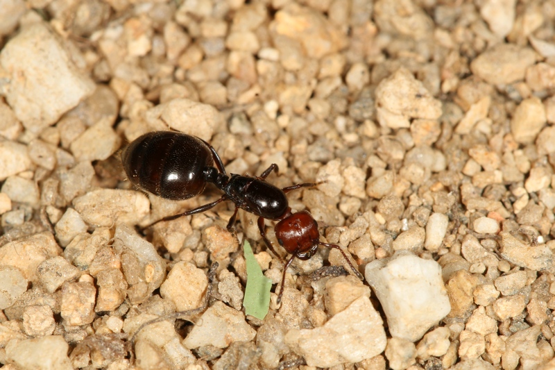 Crematogaster scutellaris