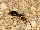 Crematogaster scutellaris