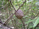Crematogaster sp.(Thajsko)