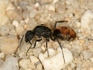 Camponotus sp.(Peru)
