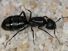 Camponotus vagus