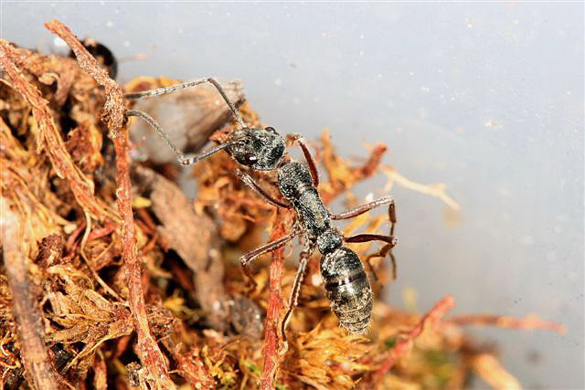 Diacamma sp.(Indonzie)